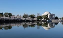 Featured image of post Cerisiers en fleur à Washington