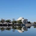 Cerisiers en fleur à Washington