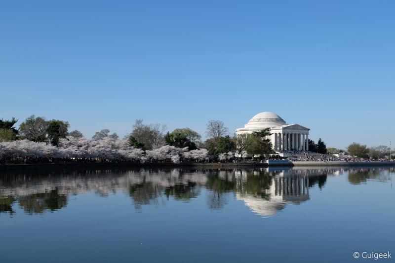 Featured image of post Cerisiers en fleur à Washington